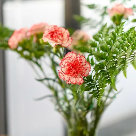 Open Air Historic Penthouse Vegueta 公寓 大加那利岛拉斯帕尔马斯